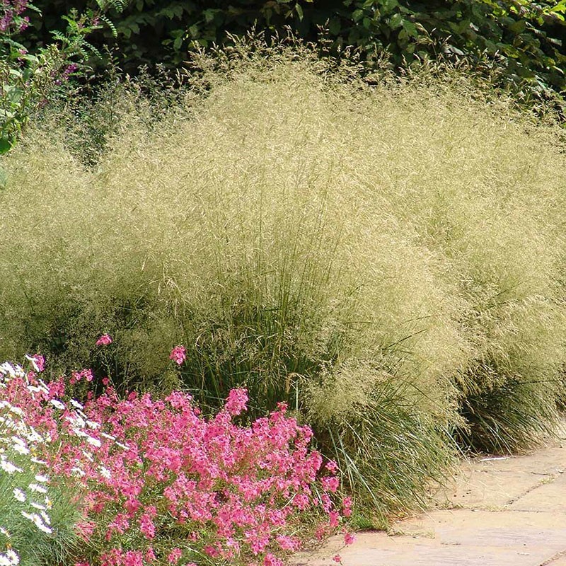 floraciones de lucio empapado