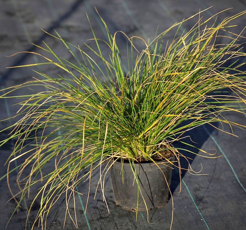 les propriétés médicinales du brochet en herbe ne sont pas utiles à tout le monde