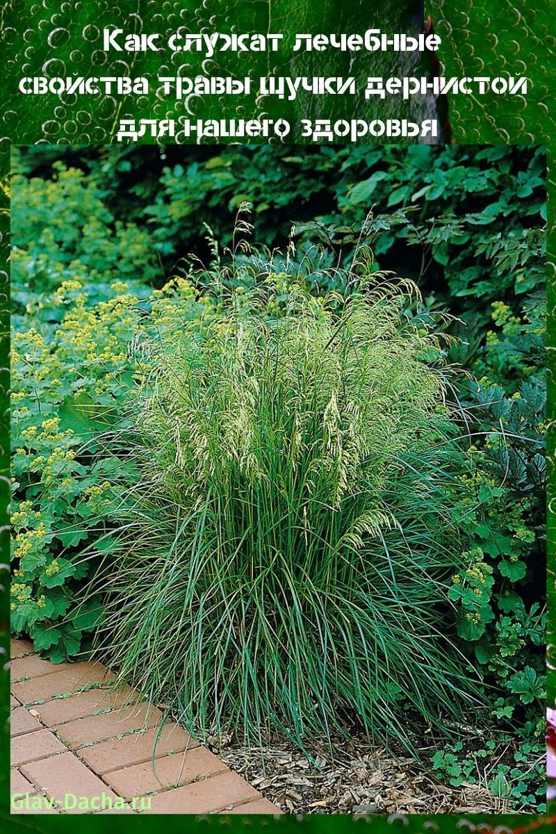 propriétés médicinales de l'herbe à brochet