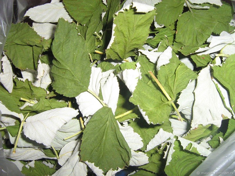 hojas secas de frambuesa