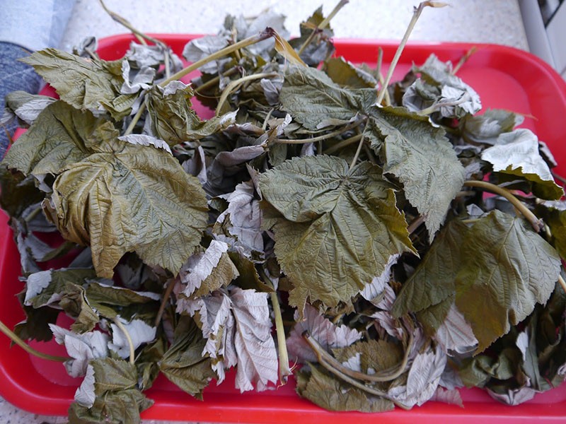 récolte des feuilles de framboisier au four