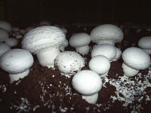 comment collecter les spores de champignon