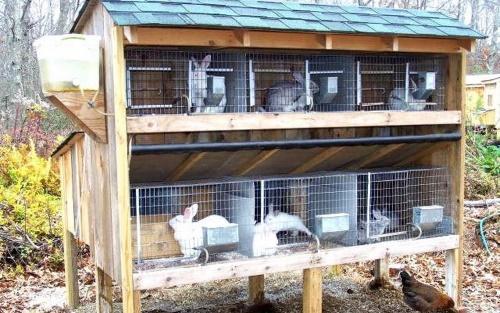lapins en cage