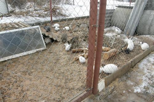 lapins dans la volière