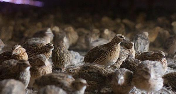 La production d'œufs diminue si l'oiseau n'est pas correctement nourri