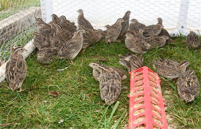 Cailles dans une volière d'été sur l'herbe