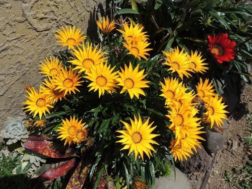 métodos de invernada para gazania