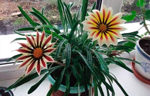 gazania en la casa en invierno