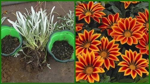 trasplante de gazania