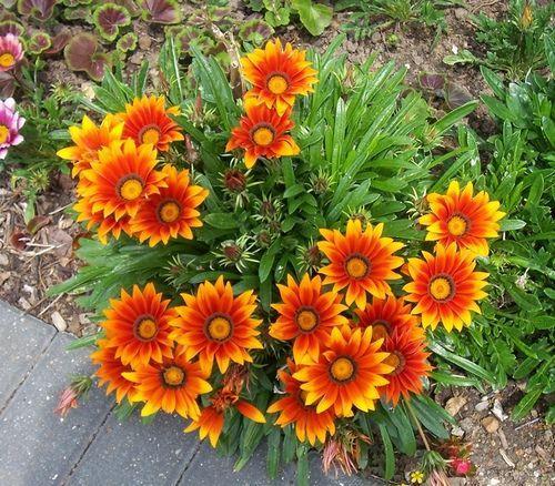 comment garder la gazania