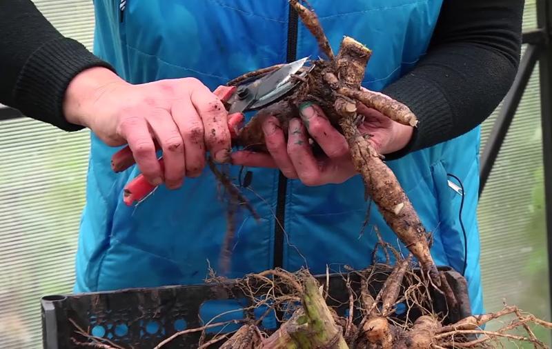 préparation des tubercules de dahlia pour le stockage