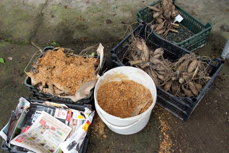 stocker les dahlias dans la sciure de bois