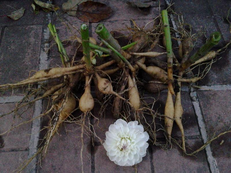 comment garder les dahlias jusqu'au printemps