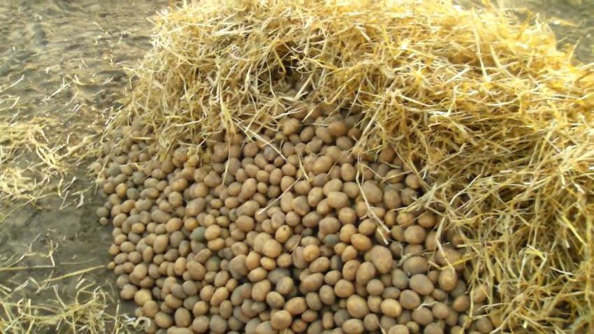 quelles pommes de terre peuvent être stockées dans la fosse