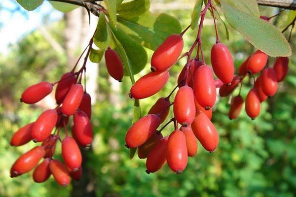 comment économiser le cornouiller pour l'hiver