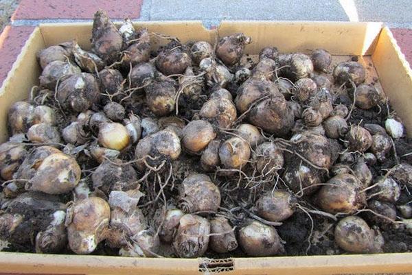 bulbes de jacinthe pour le stockage