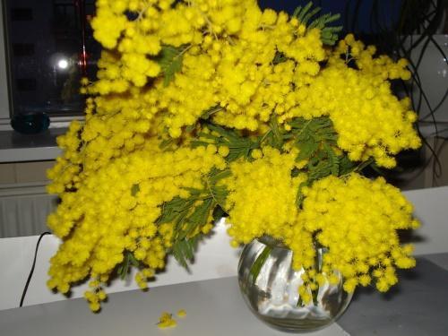 comment garder le mimosa moelleux