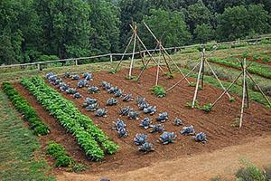 Plantar zanahorias para almacenar