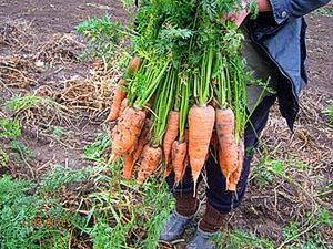 Cosechar zanahorias a mano