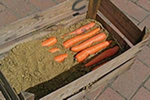 Almacenar zanahorias en la arena