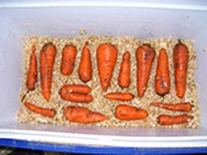 Almacenar zanahorias en aserrín