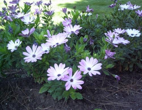 osteospermum en el jardín