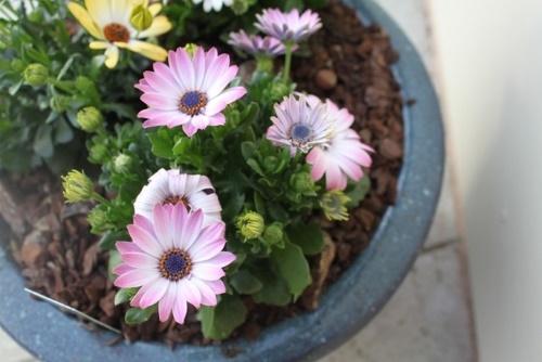 osteospermum en maceta