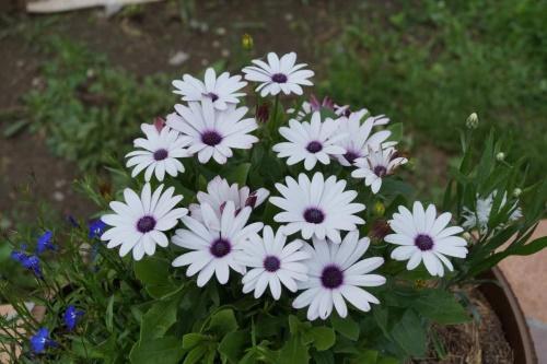 cómo conservar el osteospermum en invierno