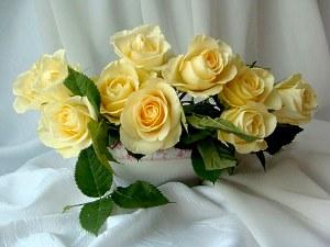 roses blanches
