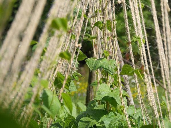 jardinage vertical