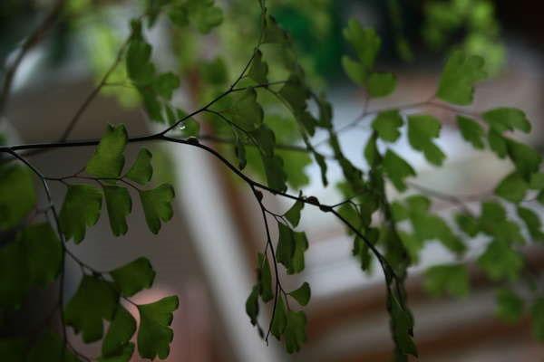 bouclier sur maidenhair