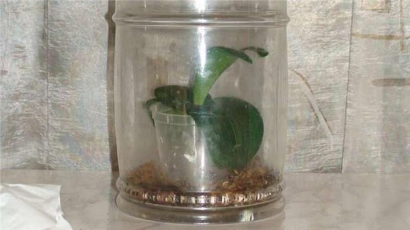 reanimación de una orquídea en invernadero