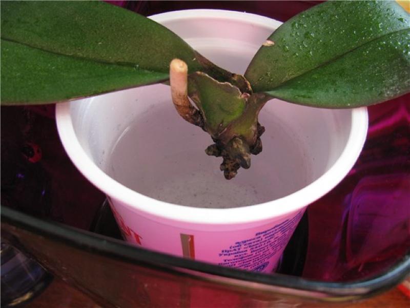 reanimación de orquídeas en agua