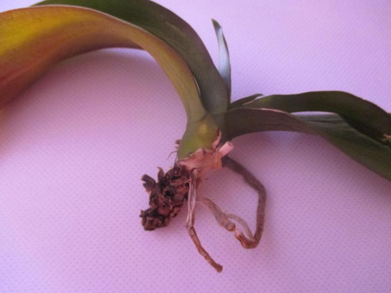 cómo salvar una orquídea sin raíces
