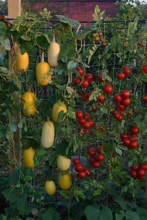 légumes sur le treillis