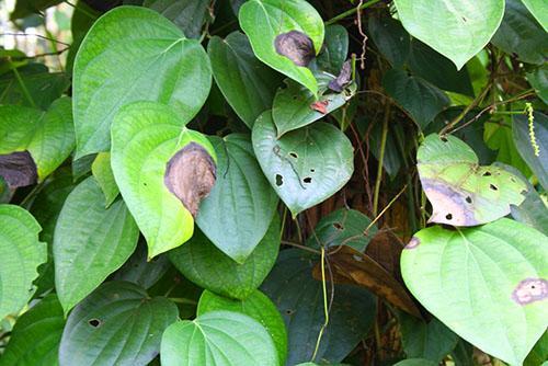 La plante a besoin d'aide