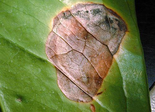 Para que las hojas no duelan, el anturio se riega con agua tibia y sedimentada.