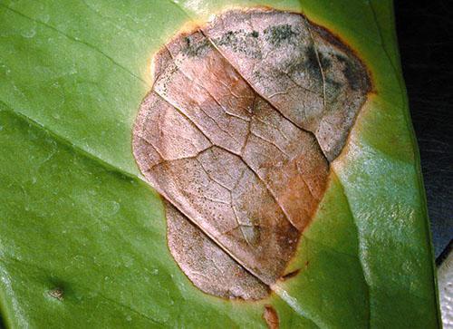 Pour que les feuilles ne fassent pas mal, l'anthurium est arrosé avec de l'eau tiède et décantée.