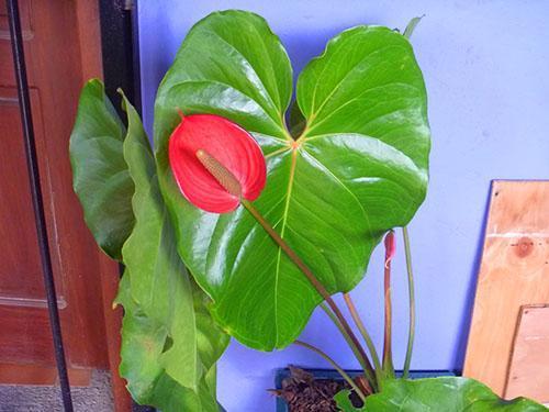 Follaje de Anthurium saludable