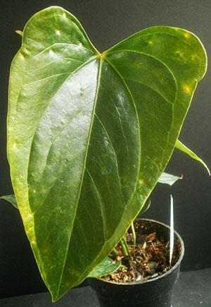 Les parasites se sont installés sur les feuilles d'anthurium