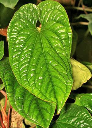 Les feuilles d'Anthurium vieillissent avec l'âge