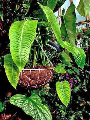 Con un cuidado inadecuado, el anthurium se seca.