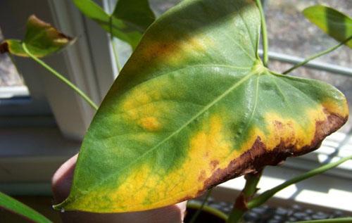 Les feuilles d'Anthurium brûlent à cause d'un excès de lumière.