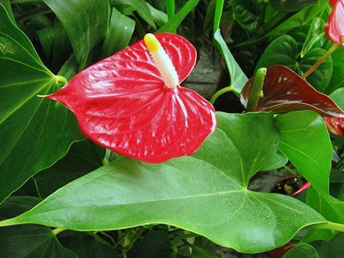 Fleurs d'Anthurium