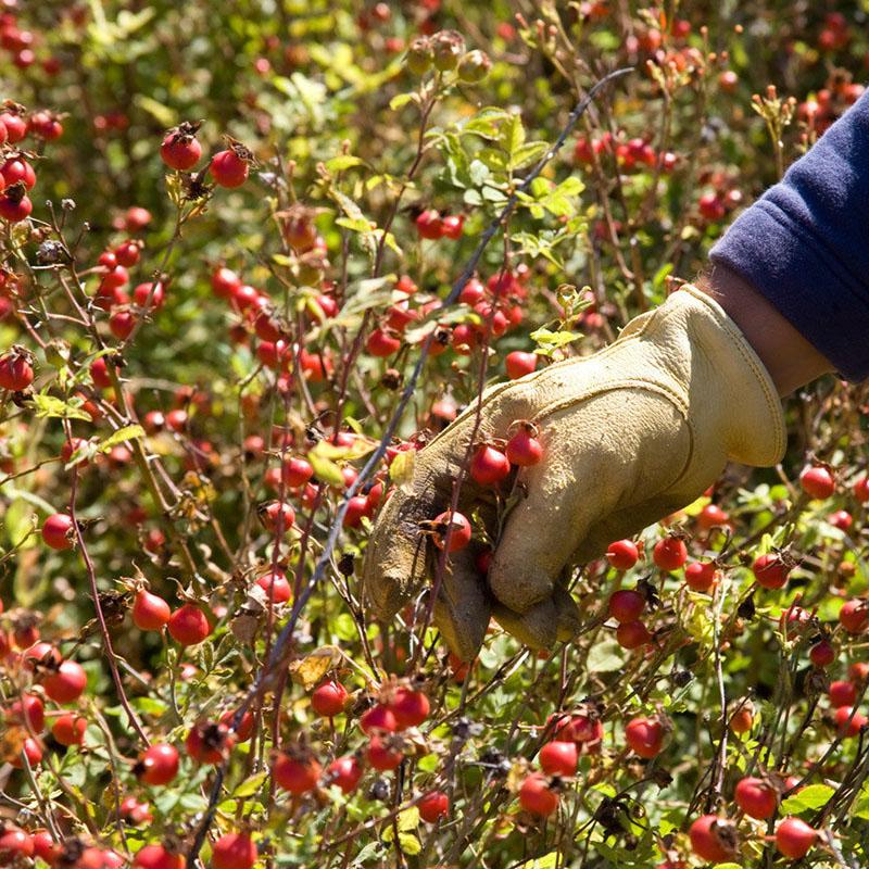 nous cueillons les fruits avec des tiges