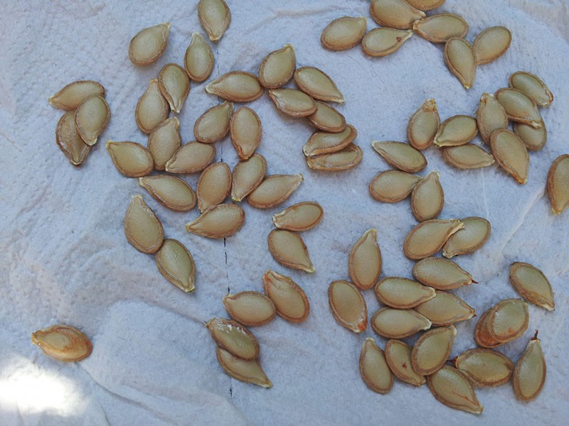 cómo secar al aire las semillas de calabaza