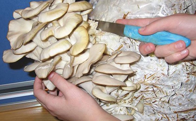 cosecha de hongos ostra