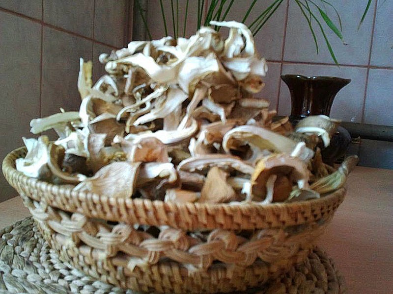 hongos ostra secos
