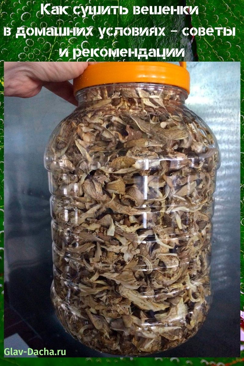 cómo secar hongos ostra en casa