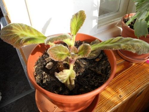 hojas enrolladas de gloxinia
